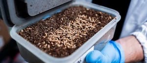 Una empresa usa insectos modificados genéticamente para frenar enfermedades que generan pérdidas millonarias