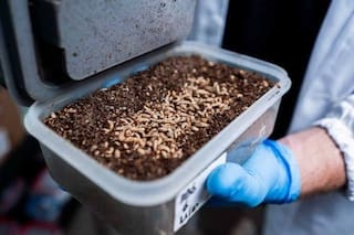 Una empresa usa insectos modificados genéticamente para frenar enfermedades que generan pérdidas millonarias