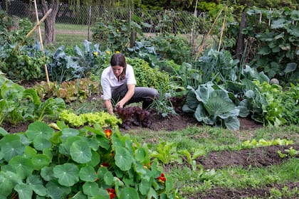 Utilizar el compost es una gran manera de impulsar el crecimiento de los jardines
