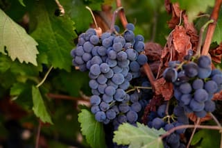 Amarga vendimia en California: la demanda del vino se desploma en todo el mundo
