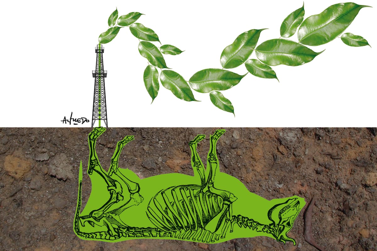 Vaca Muerta verde