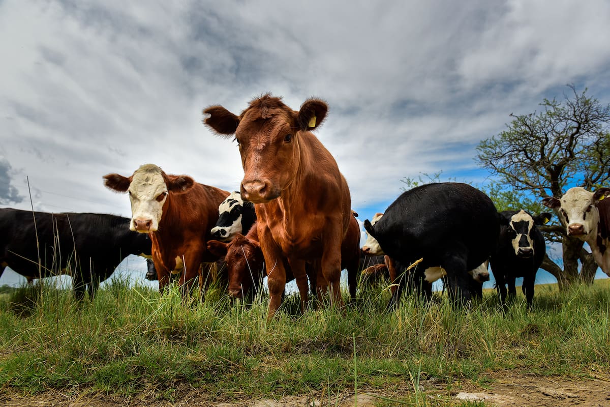 vacas campo