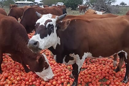 Las vacas de los Vergés comiendo tomates