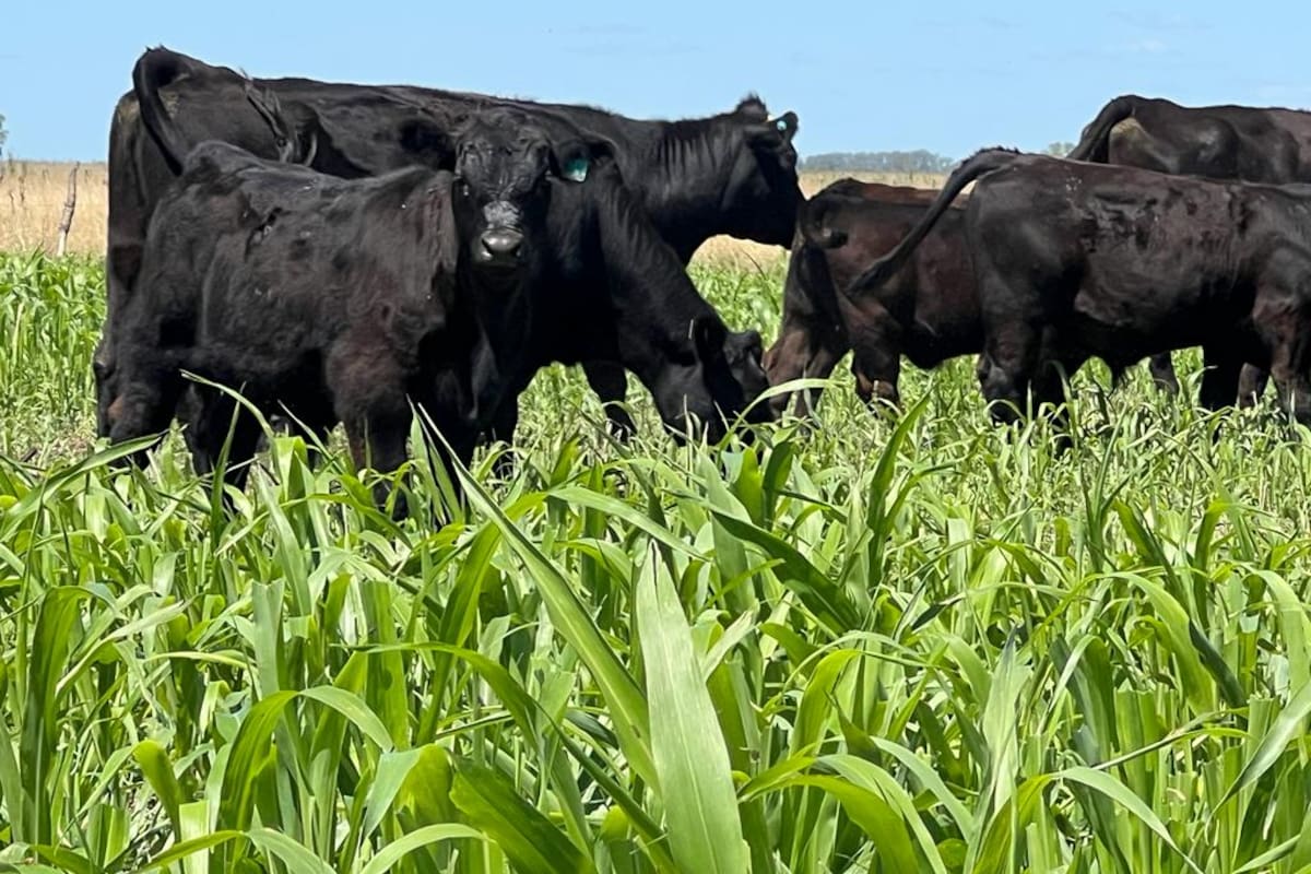 Vacas de cría en maíz