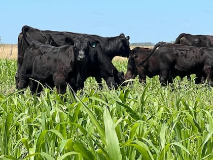 Vacas de cría en maíz