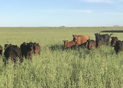 Vacas en avena