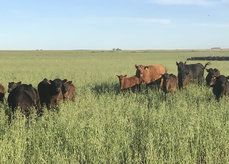 De campos difíciles al Gran Campeón Macho Angus en Palermo