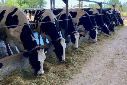 Vacas en el galpón