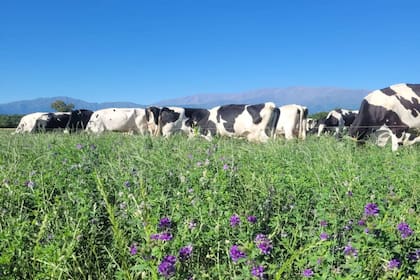 Vacas lecheras en alfalfa