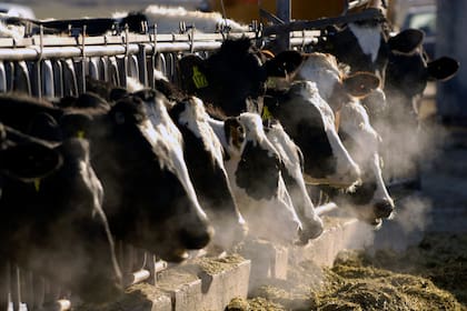 Vacas lecheras se alimentan a través de una reja en una granja lechera de Idaho el 11 de marzo de 2009. (AP Foto/Charlie Litchfield, Archivo)