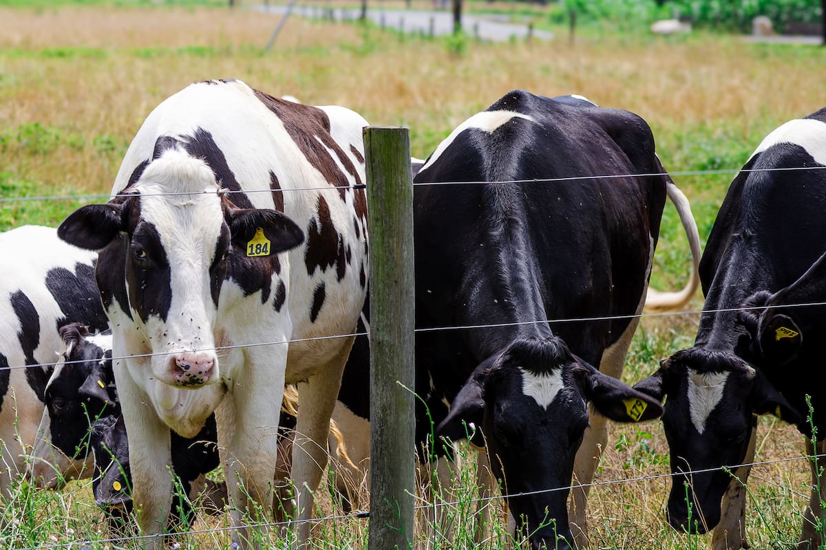 Vacas; virus; Shamonda; Francia; mundo