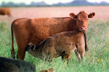 El programa ganadero del Gobierno apunta a incrementar en 600.000 toneladas la producción de carne