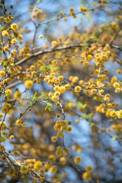 Vachellia caven, una especie nativa con personalidad
