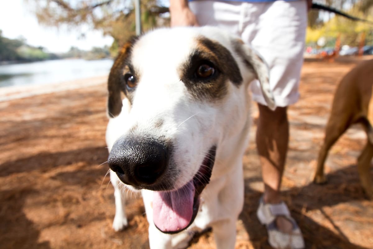 Vacunar a las mascotas contra la rabia se debe hacer a partir de los 3 meses de edad, también se debe aplicar un refuerzo todos los años