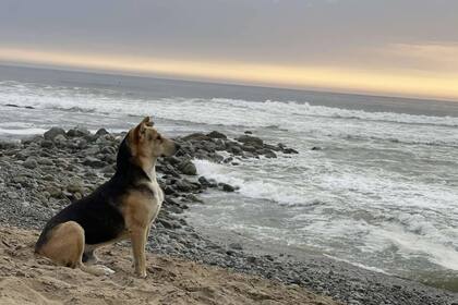 Vaguito espera su dueño frente al mar (Foto X @radio_dos)