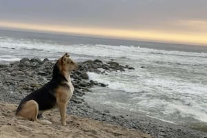 Conocé a Vaguito, el perro que espera a su dueño frente al mar y tendrá su propia película