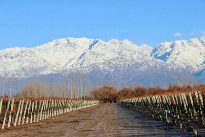 Valle de Uco, al pie de la cordillera, era un terreno inexplorado cuando llegó Juan Giol desde Italia; hoy es la meca del vino