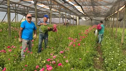 Valleflor, la plantación de flores de Javiera Vallejos y sus hermanas. La zona de Petorca es conocida por sus floristas.