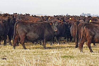 Valores en caída para la hacienda