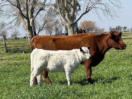 “Vamos a hacer todo lo necesario para que, si la raza funciona, tenga sus posibilidades de multiplicarse", dijo el jurado internacional