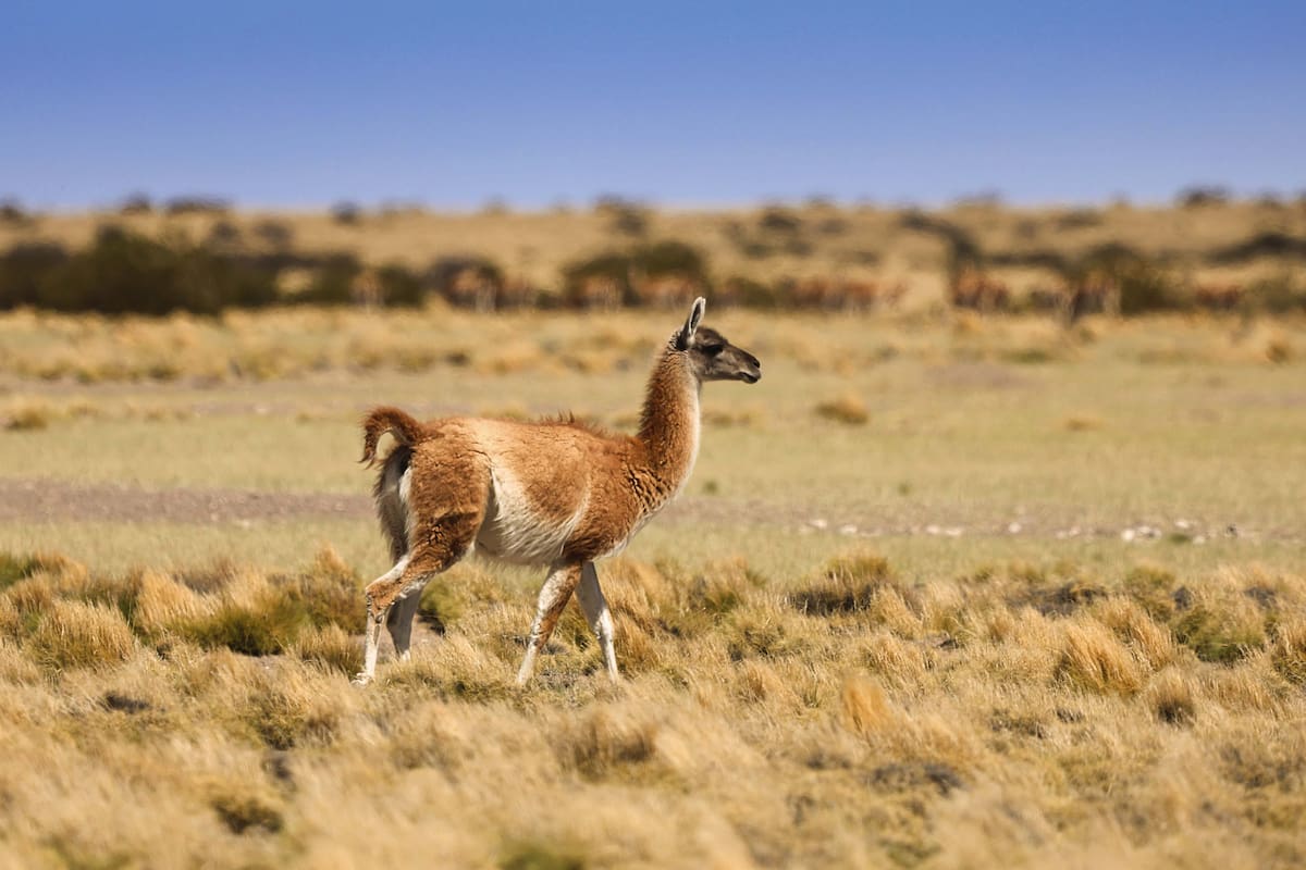 "Vamos camino a tener provincias con abundante fauna, pero sin productores”, enfatizó Carlos Castagnani, de CRA
