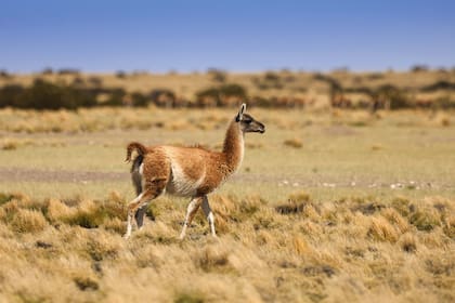 "Vamos camino a tener provincias con abundante fauna, pero sin productores”, enfatizó Carlos Castagnani, de CRA