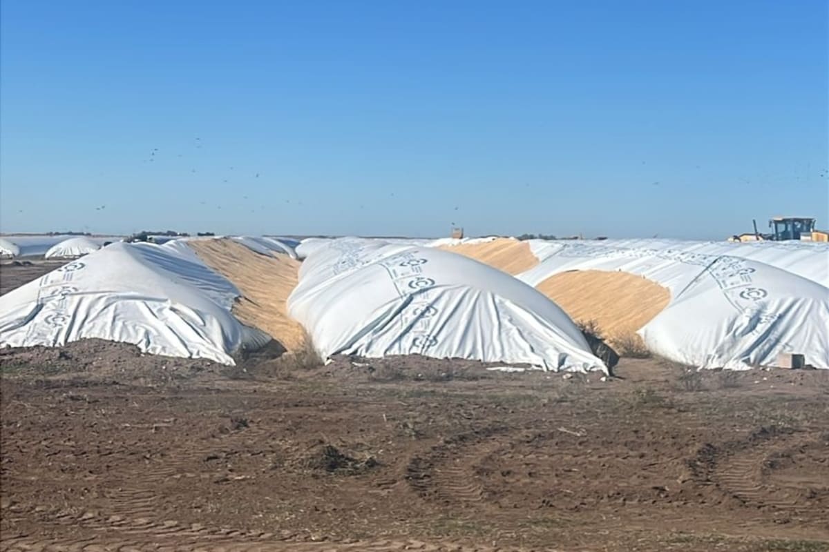 Vandalizaron cinco silobolsas con 1000 toneladas de cebada forrajera en Bahía Blanca