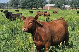 Vaquillona de 15 meses en servicio sobre pastura de alfalfa y pasto ovillo