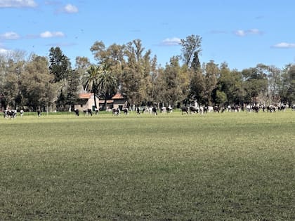 Vaquillonas del campo