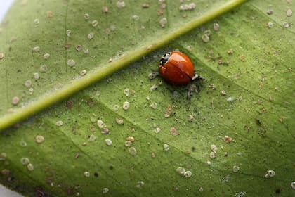 Vaquita de San José, posada sobre una hoja.