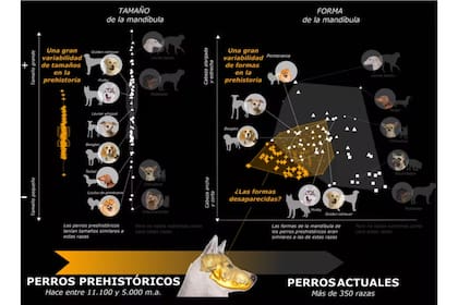 Variabilidad morfológica de los perros prehistóricos europeos basada en el estudio de la mandíbula inferior. Los perros prehistóricos muestran una gran variabilidad en el tamaño (izquierda) y la forma (derecha) de la mandíbula, con formas que no tienen equivalente entre los perros modernos