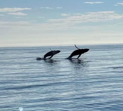Varias ballenas saltaron al mismo tiempo en el mar