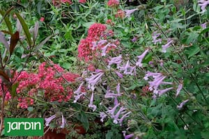 Varias herbáceas anuales de ciclo OIP dejan caer sus semillas durante el verano para germinar, desarrollarse durante el otoño y florecer en el invierno.