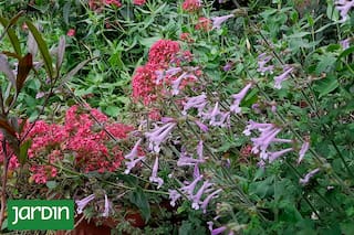 ¿Cuáles son las plantas que le pueden dar vida a los canteros en invierno?