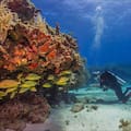 Por qué un equipo de científicos pidió extraer 3500 corales de Florida y trasladarlos al norte