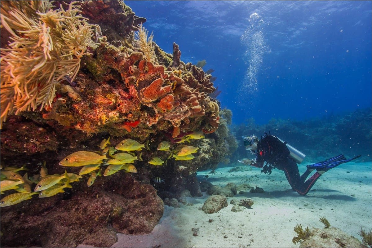 Varias organizaciones de Florida buscan proteger arrecifes vulnerables mediante el traslado de corales al norte del estado debido al incremento de temperaturas