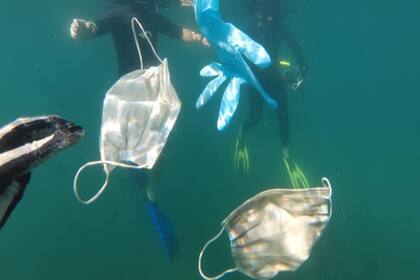 Varias organizaciones dedicadas a la limpieza de los oceános vienen encontrando desde hace meses barbijos y guantes descartables que representan un peligro para el ecosistema marino
