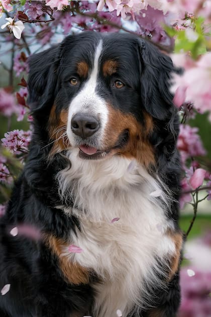 Varias plantas diferentes pueden dañar a los perros, no solo el eucalipto