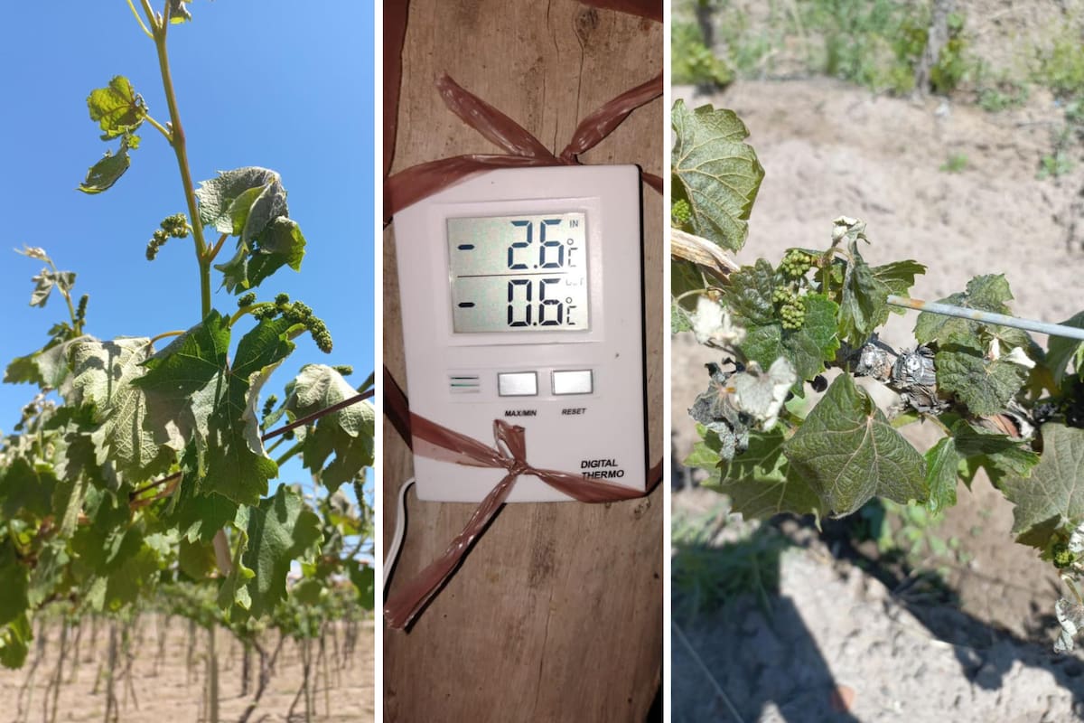 Varias regiones de Mendoza fueron afectadas por intensas heladas