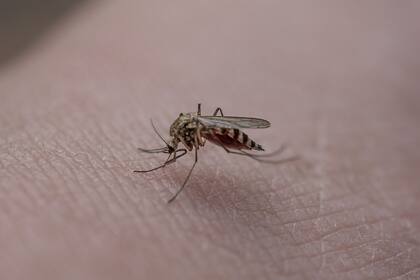Varias son las razones que influyen en los mosquitos a la hora de elegir a quién picar