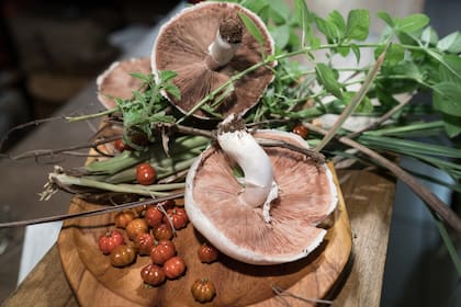 Variedad de hongos, pintanga y yuyos silvestres hacen a la propuesta gastronómica de Poytava.