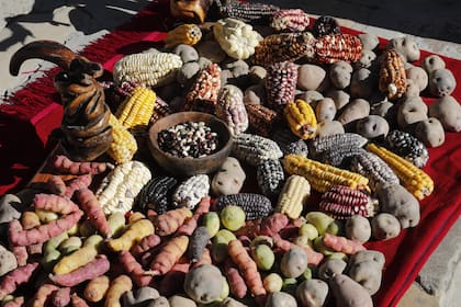 Variedades de papas