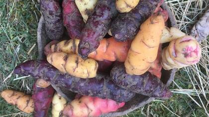 Variedades de oca en los Andes bolivianos