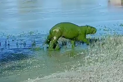 Varios carpinchos aparecieron teñidos de verde por las cianobacterias que hay en el agua.