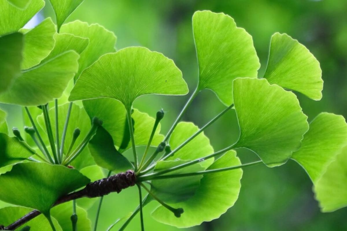 Varios estudios respaldan las importantes propiedades de este "árbol de la longevidad"