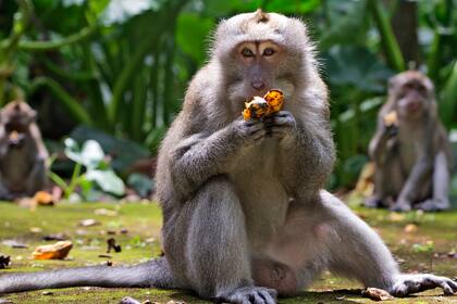 Varios macacos comen plátanos el miércoles 1 de septiembre de 2021 en el Bosque de Monos de Sangeh, en la localidad del mismo nombre ubicada en la isla de Bali, Indonesia. (AP Foto/Firdia Lisnawati)