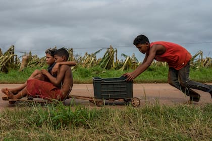 Varios niños juegan en un camino cerca de una plantación de plátanos destruida por el paso del huracán Rafael, en Guira de Melena, Cuba, el jueves 7 de noviembre de 2024. (AP Foto/Ramon Espinosa)