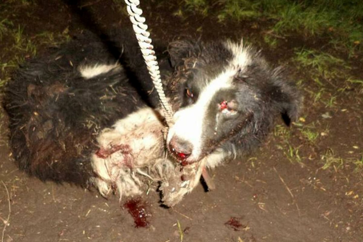 Varios perros fueron atacados con un hacha, uno de ellos murió y los otros están heridos