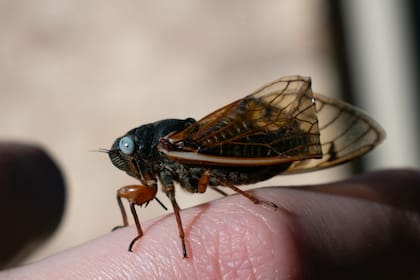 Varios residentes de Illinois han reportado hallazgos de estos peculiares insectos en Facebook