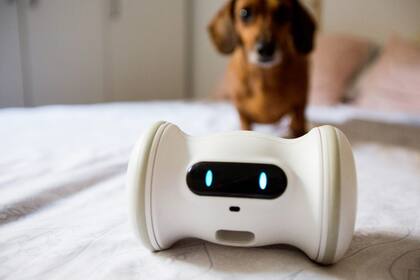 Varram es un dispenser móvil de comida para mascotas, que se va moviendo por la casa para atraer su atención y hacerlos moverse, y los premia con galletitas